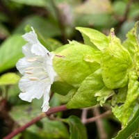 Strobilanthes hookeri Nees